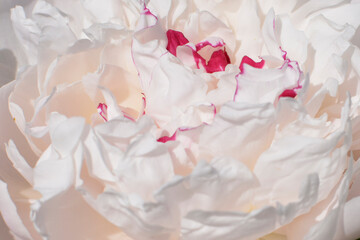 White rose petals close-up. Beautiful summer flowers