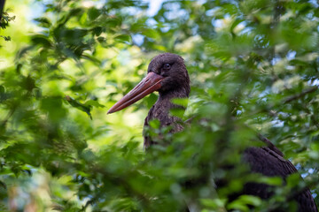 Black stork sitting in the branches of a tree