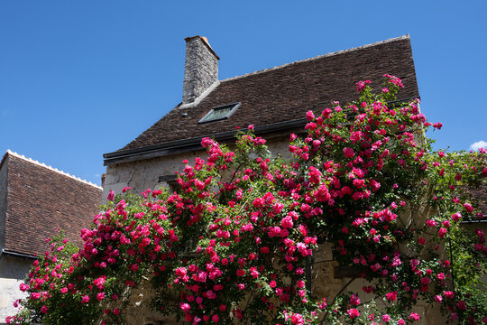 House covered in pink roses in Chedigny, Indre-et-Loire, France, in spring