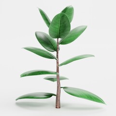 Realistic 3D Render of Rubber Tree