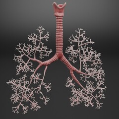 Realistic 3D Render of Trachea and Bronchi