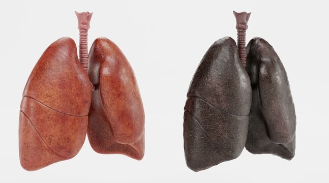 Realistic 3D Render of Respiratory System