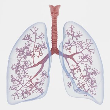 Realistic 3D Render of Respiratory System
