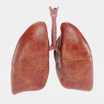 Realistic 3D Render of Respiratory System