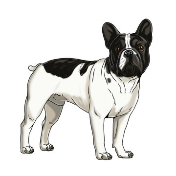 Cute french bulldog drawing. Handmade isolated illustration with the dog.