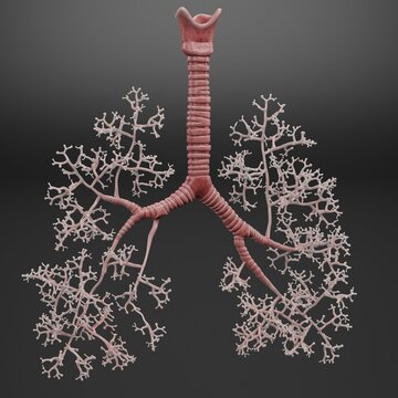 Realistic 3D Render of Trachea and Bronchi