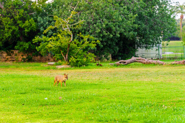 Naklejka na ściany i meble Golden jackal on the lawns of the Yarkon Park