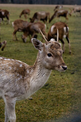 Deer