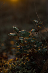 autumn leaves on the ground