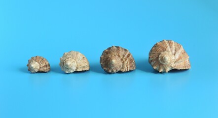 shells on the beach