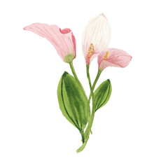 pink lily flower watercolor