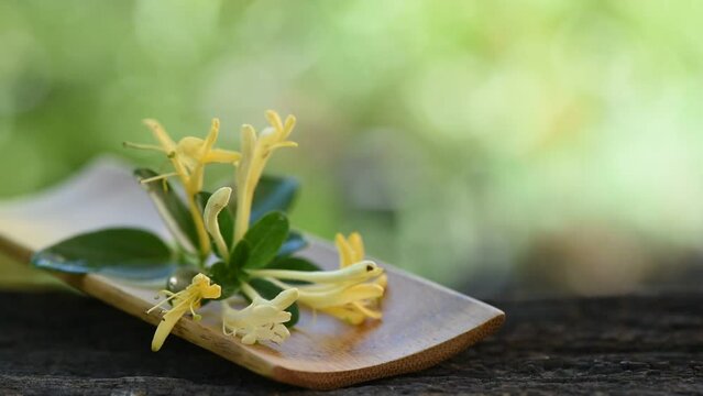 Japanese Honeysuckle flowers on nature background.