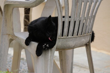 chat noir
