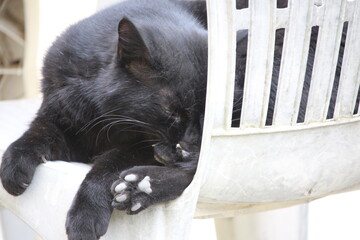 chat noir