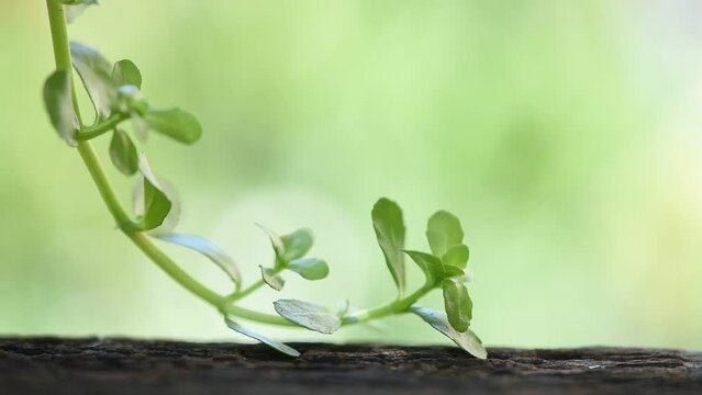 Brahmi or bacopa monnieri tree on nature background.