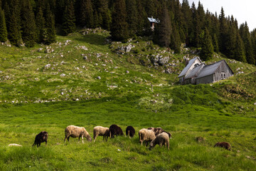 Naklejka na ściany i meble Dairy Farm and Flock of Sheep on Free Range Pasture In Duplje Valley - Triglav National Park in Julian Alps - Slovenia