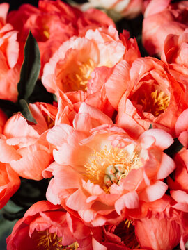 Coral peony flowers background close up.