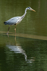 Paris, France - 06 19 2022: A grey heron fishing in the lake of Park des Buttes-Chaumont