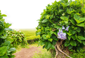 In the fog, a green bush with a purple hydrangea flower grows along an earthen path leading to the...
