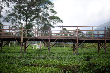 Fototapeta na wymiar green tea plant in Perkebunan Tambi, Wonosobo, Indonesia
