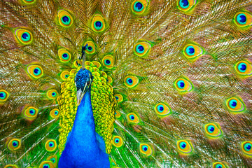 Peacock feathers texture. Plumage of tropical unusual fairy birds of multi-colored blue yellow green feathers as a background. Peacock tail.