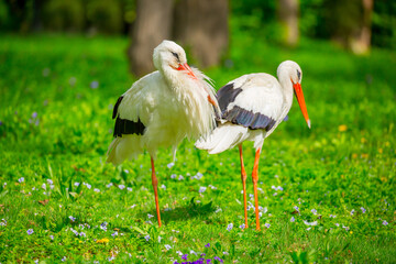 Stork Bird walks through the green thickets of plants. Concept of newborn pregnancy and childbirth with space for text. White stork close up.