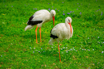 Stork Bird walks through the green thickets of plants. Concept of newborn pregnancy and childbirth with space for text. White stork close up.