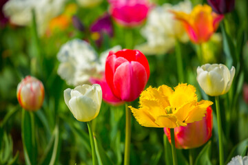 Blooming tulips. Spring floral background. Field of bright beautiful tulips close-up. Colorful tulips at the Holland Flower Festival. long banner
