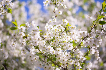 Fototapeta premium White flowers bloom in the trees. Spring landscape with blooming sakura tree. Beautiful blooming garden on a sunny day. Copy space for text.