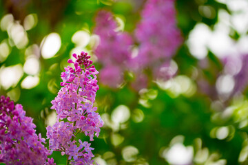 Obraz premium Lilac. Spring trees are blooming. Pink Sakura Flowers Spring landscape with flowering pink tree. Beautiful blooming garden on a sunny day. Beautiful concept of romance and love with delicate flowers.