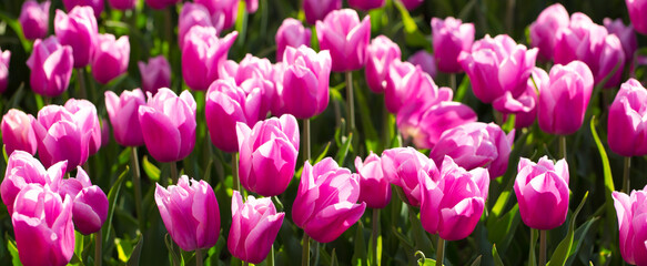 Blooming tulips. Spring floral background. Field of bright beautiful tulips close-up. Colorful tulips at the Holland Flower Festival. long banner