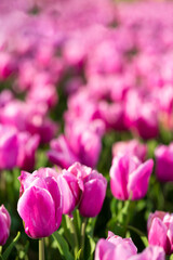 Blooming tulips. Spring floral background. Field of bright beautiful tulips close-up. Colorful tulips at the Holland Flower Festival. long banner