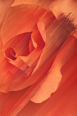 peach coloured orange rose creative abstract design