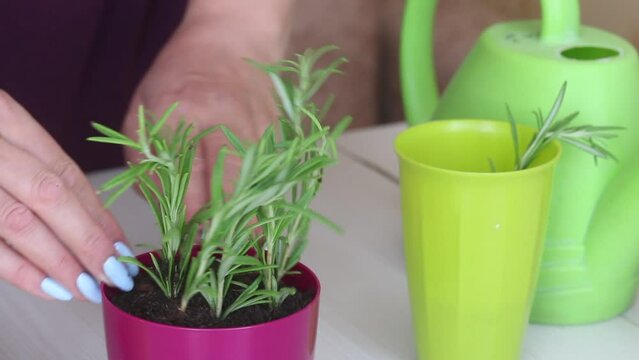 A woman compacts the soil at the roots of rosemary sprouts. Planting sprouted sprigs of rosemary. Close-up.