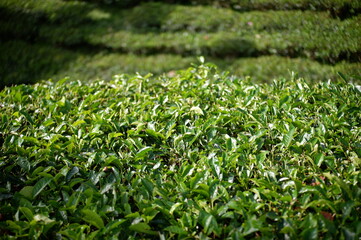 green tea plant in Perkebunan Tambi, Wonosobo, Indonesia