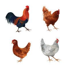 Chicken family set watercolor graphics. White hen, brown hen, red hen and rooster clipart. Illustration for packing organic chicken eggs or farm local chicken meat.