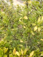 Blurred silhouette of a spider in a web with raindrops on a natural green background of leaves. Selective focus. high quality photo.