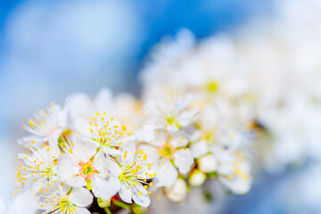 White flowers bloom in the trees. Spring landscape with blooming sakura tree. Beautiful blooming garden on a sunny day. Copy space for text.