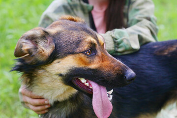  big brown dog with hanging tongue portrait close up portrait with human hands on green grass background