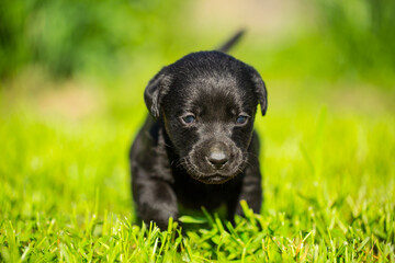 Young dogs of breed labrador close up. Labrador puppy, beautiful little dogs running around the green grass. Mowed lawn. Copy space for text, long banner.The concept of childhood friendship and games