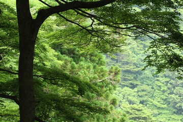 神奈川県の大山。左にモミジの木と斜面の森林の景色