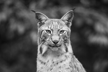 Portrait of wild lynx in natural habitat