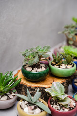 Small plants at the flower shop. Green indoor plants. Landscaping the interior of a home or office. Ceramic pots.