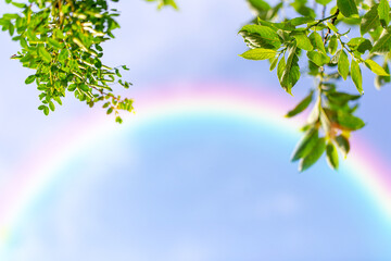 Green leaves against the backdrop of rainbow and blue sky