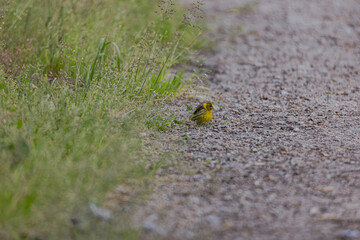 bird on the road