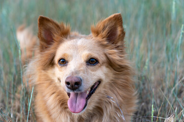 Portrait of a red dog of mixed breed. A happy female lying on a pasture among wild grasses. Selective focus.