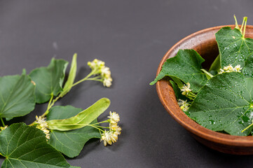 Folk medicine concept. A linden tree branch and a brown bowl against a black background. The...
