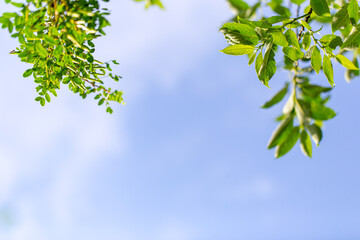 Green leaves against the background of blue sky