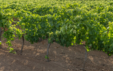 Fototapeta na wymiar General view of a growing grape vine
