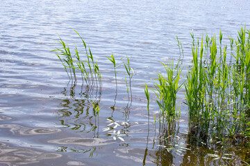A lake and grass sedge. Summer landscape of Belarus